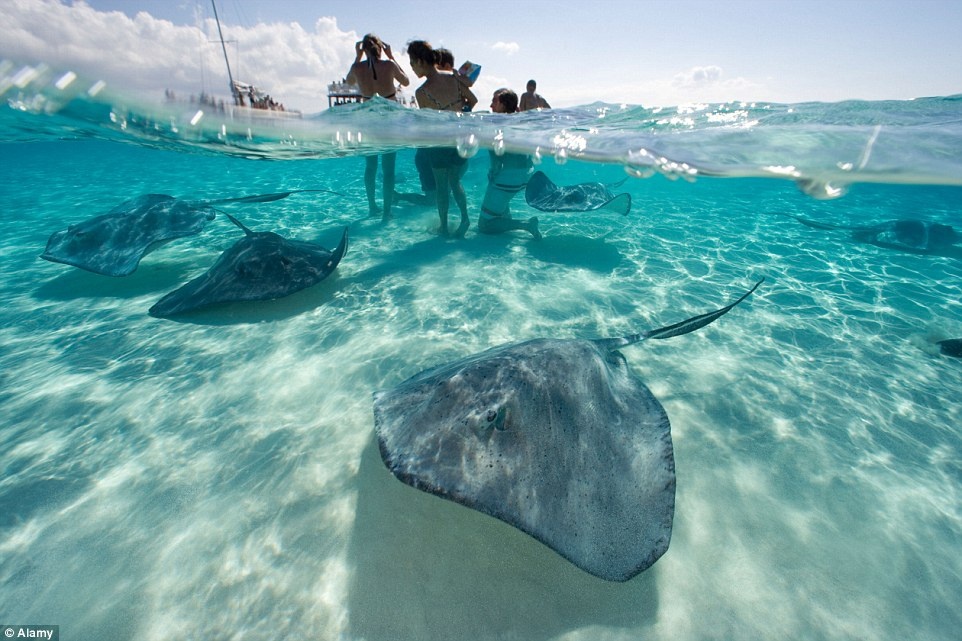 Khu vực này của quần đảo Cayman nổi tiếng với hệ động vật phong phú, các bãi biển nước nông là nơi lý tưởng để du khách chơi đùa và lặn cùng cá đuối khổng lồ.