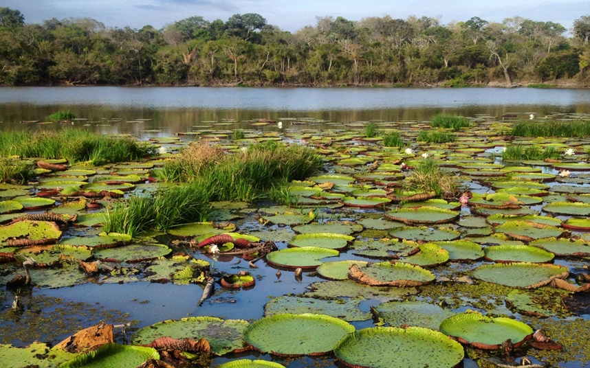 Khu vực Rupununi (Guyana):  Nằm sâu trong vùng Tây Nam của quốc gia Bắc Mĩ nhỏ bé này, sát biên giới Brazil, khu vực đồng cỏ savannah và đầm lầy Rupununi xứng đáng nhận được nhiều sự quan tâm hơn. Những cây súng Amazon trải đầy mặt sông Rupununi, với những con rái cá bơi lội vui đùa sẽ là điểm tham quan tuyệt vời cho những người mê khám phá thiên nhiên.