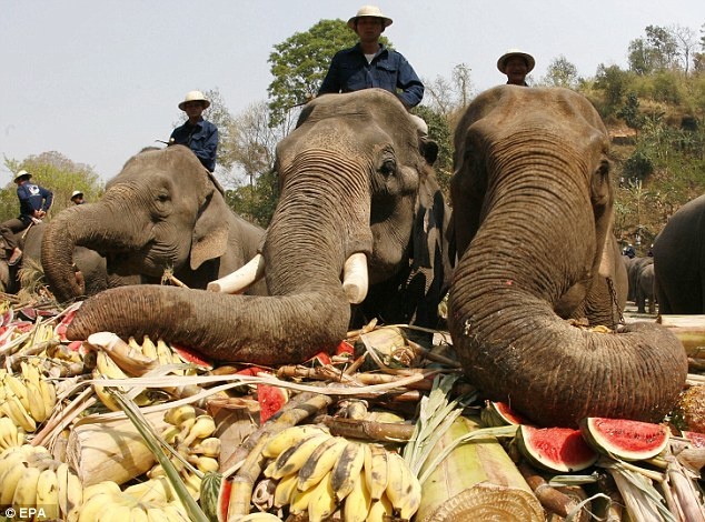 Việc dùng voi nhà để chở khách vấp phải nhiều chỉ trích của các nhóm bảo vệ động vật.