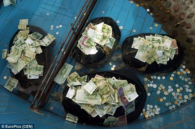 Bốn chú rùa này thuộc giống rùa Thái khổng lồ, được cho là có khả năng sống hàng nghìn năm, còn được gọi là “rùa thần nghìn tuổi”.