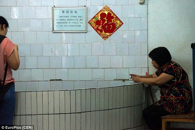 Một số du khách và báo chí Trung Quốc cho biết nhân viên sở thú đã không ngăn du khách ném tiền vào chuồng dù luôn có mặt trông coi các con rùa.