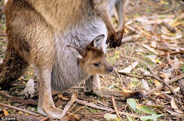 Tại đây, bạn có thể quan sát những động vật hoang dã ở khoảng cách gần. Hòn đảo có hệ động thực vật phong phú, thường gặp nhất là gấu túi koala, thú lông nhím echidna, chuột gộc, ôpôt, kỳ đà và rắn.