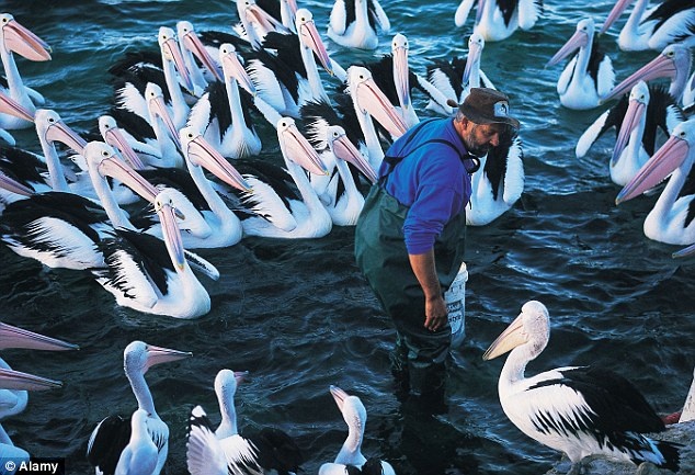 Đảo Chuột Túi có rất nhiều động vật thú vị, trong đó có loài bồ nông Australia.