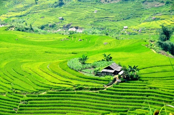 Lớp lớp sóng lúa bao quanh những ngôi nhà nhỏ.