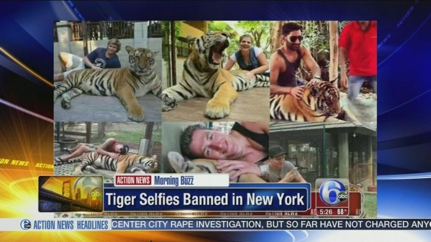 Chụp selfie với hổ, New York, Mỹ: New York là bang đầu tiên ở Mỹ ban hành lệnh cấm chụp với hổ, sư tử hay bất cứ loài nào thuộc họ mèo lớn. Ủy viên hội đồng lập pháp Manhattan, bà Linda Rosenthal, cho biết lệnh cấm này giúp ngăn chặn việc trục lợi từ động vật, đồng thời tăng an toàn cho công chúng khi tới các lễ hội hay rạp xiếc, nơi đôi khi du khách được tiếp xúc với các động vật này.