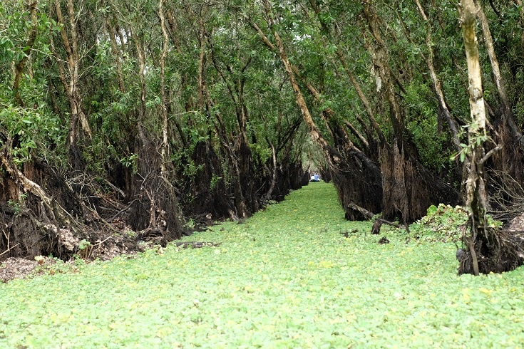 Xin tu van di mien Tay mua nuoc noi hinh anh