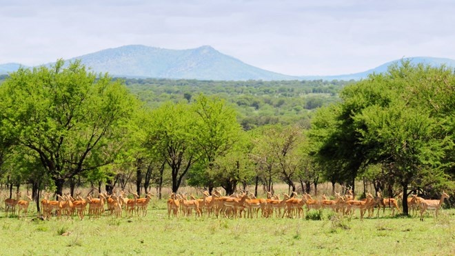 Vườn quốc gia Serengeti, Tanzania: Đây là vườn quốc gia lâu đời và nổi tiếng nhất ở Tanzania. Serengeti được biết đến là nơi lưu trữ các loài động vật di cư có vú trên cạn lớn nhất trên thế giới. Ngoài ra, còn có thảo nguyên xanh tuyệt đẹp cùng với hơn 70 loài động vật có vú (bao gồm voi, trâu, sư tử, hươu cao cổ,…) và 500 loài chim, cũng như phong cảnh đầy màu sắc tuyệt đẹp. 