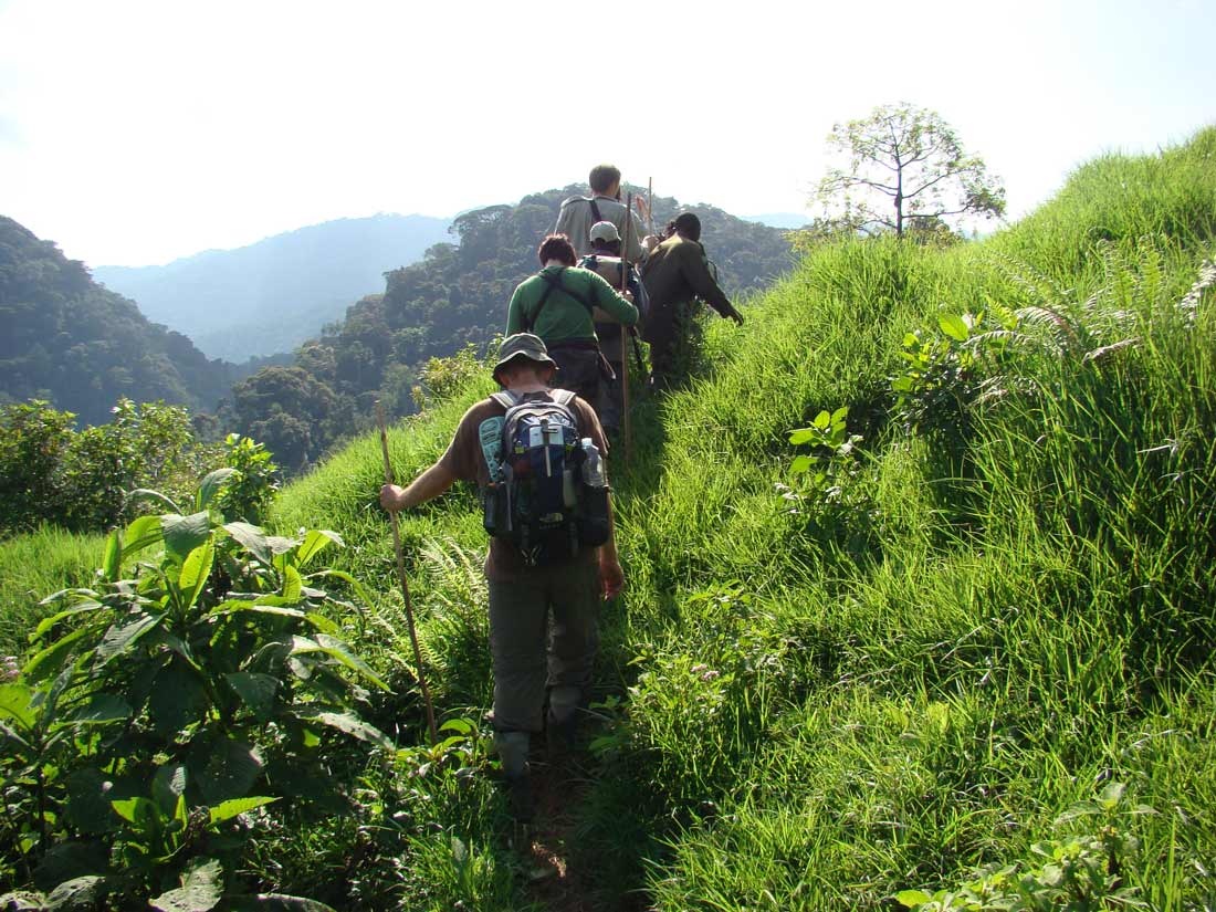 Để quan sát những sinh vật tuyệt diệu này, bạn phải tới khu vực Bwindi của Uganda, hay dãy Virunga vắt ngang Uganda, Rwanda và Congo. Ảnh: Rwandasafaris.
