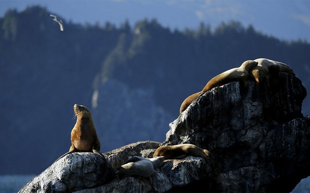 Những chú sư tử biển ở công viên quốc gia Kenai Fjords.