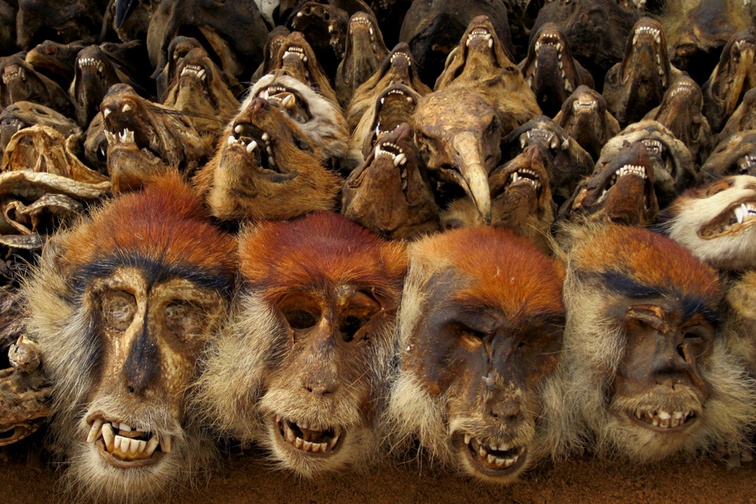 Chúng được nghiền pha nước uống, bôi lên gia để chữa nhiều bệnh. Các thầy phù thủy và thầy lang sẽ đong đếm liều lượng. Các bộ phận động vật này được chuyển đến từ khắp Tây Phi.