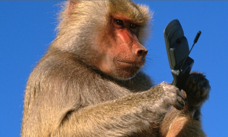 Bị khỉ tấn công (Sở thú Fuzhou, Trung Quốc): Tháng 9/2007, du khách Zheng Dong đang chụp ảnh những con khỉ Assamese thì một con giật được điện thoại của anh và cho vào miệng gặm. Người đàn ông này đã trèo qua hàng rào tới sát chuồng khỉ để cố lấy lại điện thoại. Ba con khỉ đã túm được anh ta và bắt đầu cào, cắn... cho tới khi nhân viên sở thú tới giải cứu. Zheng Dong đã thoát nạn với nhiều vết thương, sau đó còn kiện sở thú đòi bồi thường một điện thoại mới. Ảnh: Rebelcircus.