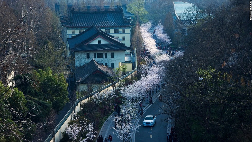 Nhiếp ảnh gia Sun Chen, 50 tuổi, sống ở Nam Kinh từ nhỏ, sẽ hướng dẫn du khách khám phá thành phố xinh đẹp này. Đường Jimingsi bên ngoài đền Jiming là một trong những tuyến đường đẹp nhất Nam Kinh, nhất là vào mùa xuân. Hoa anh đào nở rực rỡ nhất vào tháng 3, kéo dài khoảng 3-4 ngày.