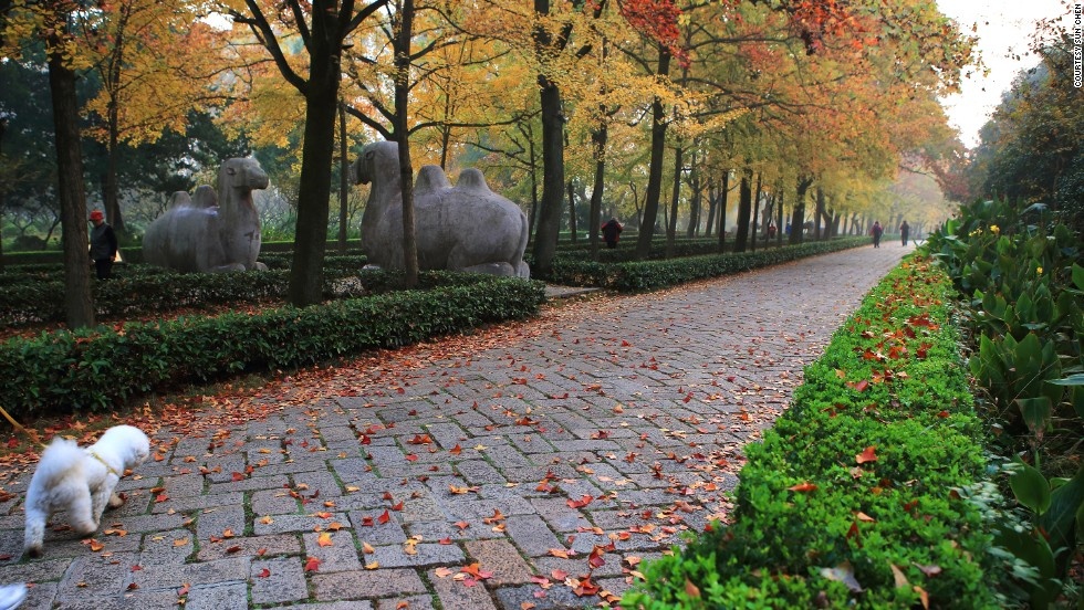 Đường Voi Đá trước cửa lăng Minh Thái Tổ có hàng cây tuyệt đẹp và các tượng điêu khắc độc đáo.