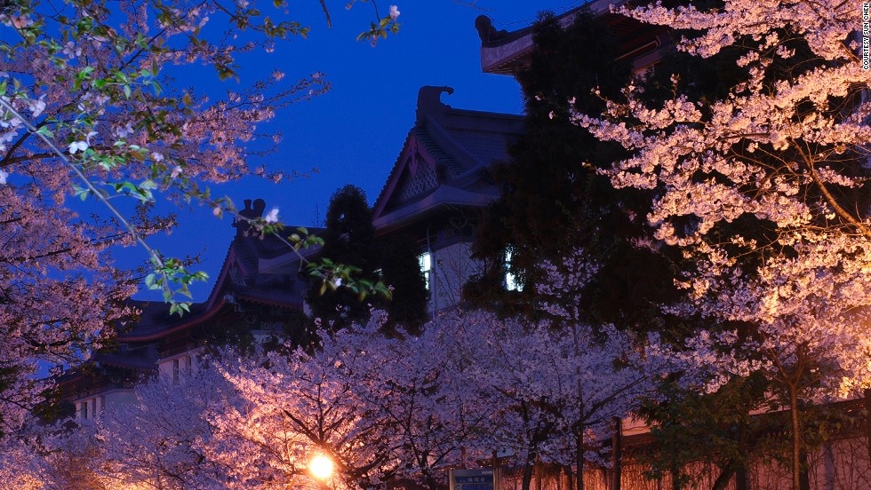 Ông Sun Chen cho biết: “Một trong những nơi tuyệt nhất để ngắm hoa anh đào là đền Jiming lịch sử, và hội trường thi được xây từ thời Minguo. Đại học Lâm nghiệp Nam Kinh, hồ Xuewu và vườn Tình Nhân cũng là những nơi lý tưởng để ngắm hoa.