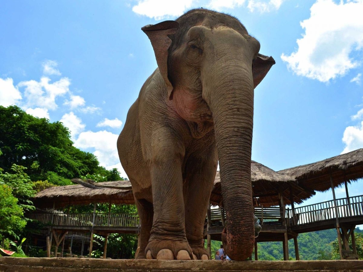 Thái Lan có các công viên hay các khu bảo tồn voi như Công viên Voi ở Chiang Mai. Tuy nhiên, ở đây du khách chỉ có thể tiếp cận các con voi chứ không được cưỡi chúng. 