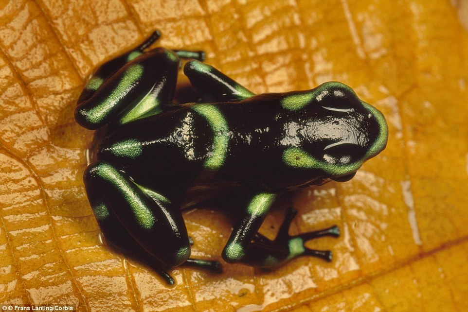 Các thợ săn ở vùng phía tây Columbia sử dụng chất nhờn trên da ếch phi tiêu độc để tẩm vào mũi phi tiêu, chỉ 0,2 g chất độc cũng đủ giết chết một người trưởng thành. Bạn nên tránh xa những con ếch có màu sắc sặc sỡ này, và tìm kiếm trợ giúp y tế nếu không may tiếp xúc với chất nhờn trên da chúng.