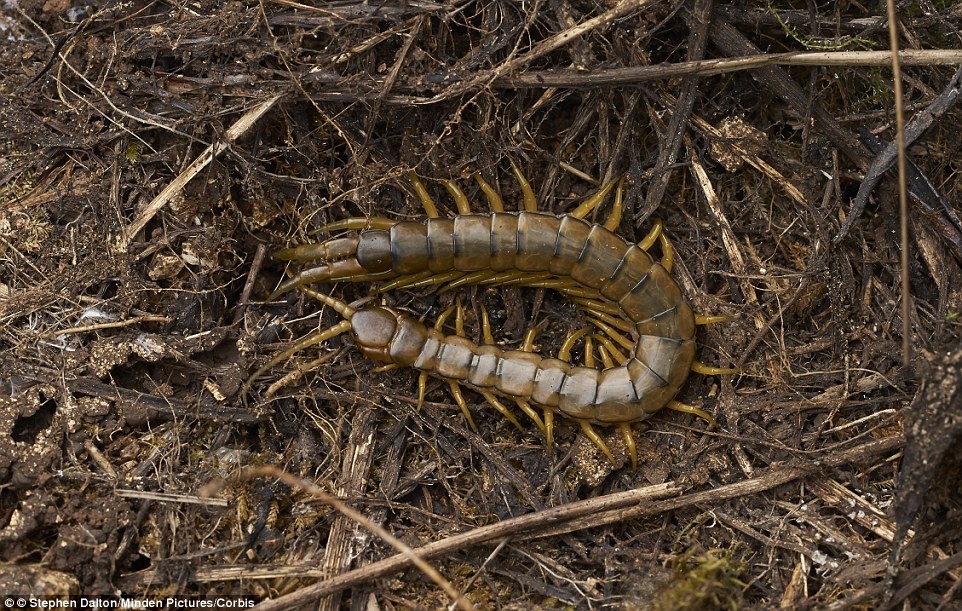 Những con rết Scolopendra khổng lồ với càng sắc nhọn có thể dài tới 30 cm. Nọc độc của chúng tuy không chết người nhưng gây đau đớn, sưng tấy và suy giảm sức khỏe. Do đó, bạn hãy tránh xa và đừng tiếp xúc với chúng.