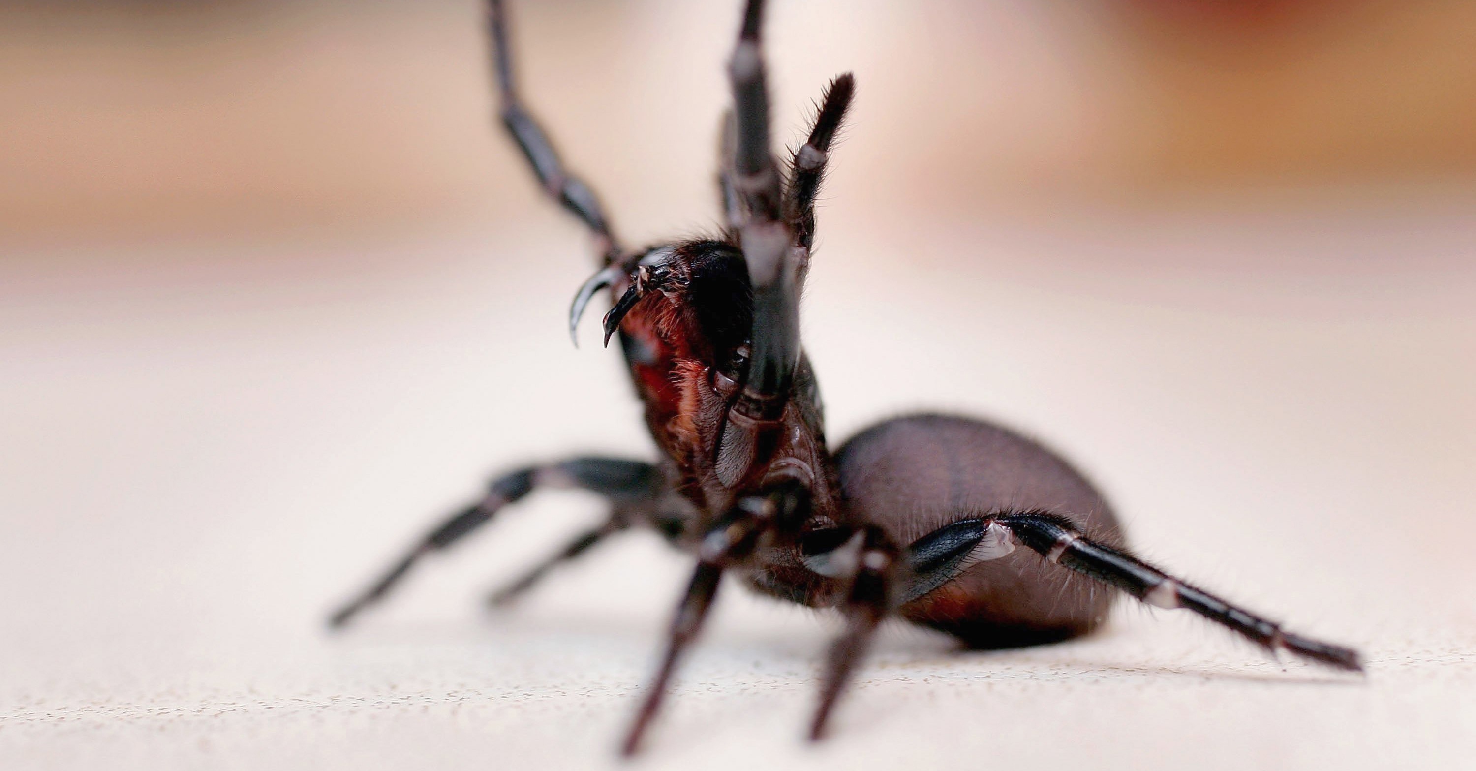 Loài nhện Sydney có nọc độc chết người, răng nanh sắc tới mức có thể xuyên qua móng tay, và hơn hết, chúng không sợ người. Một vết cắn vào ngực có thể khiến con người mất mạng sau 15 phút. Nếu bị chúng cắn, bạn cần được tiêm thuốc chữa càng nhanh càng tốt, do đó hãy gọi cấp cứu ngay.  Ảnh: Rare.