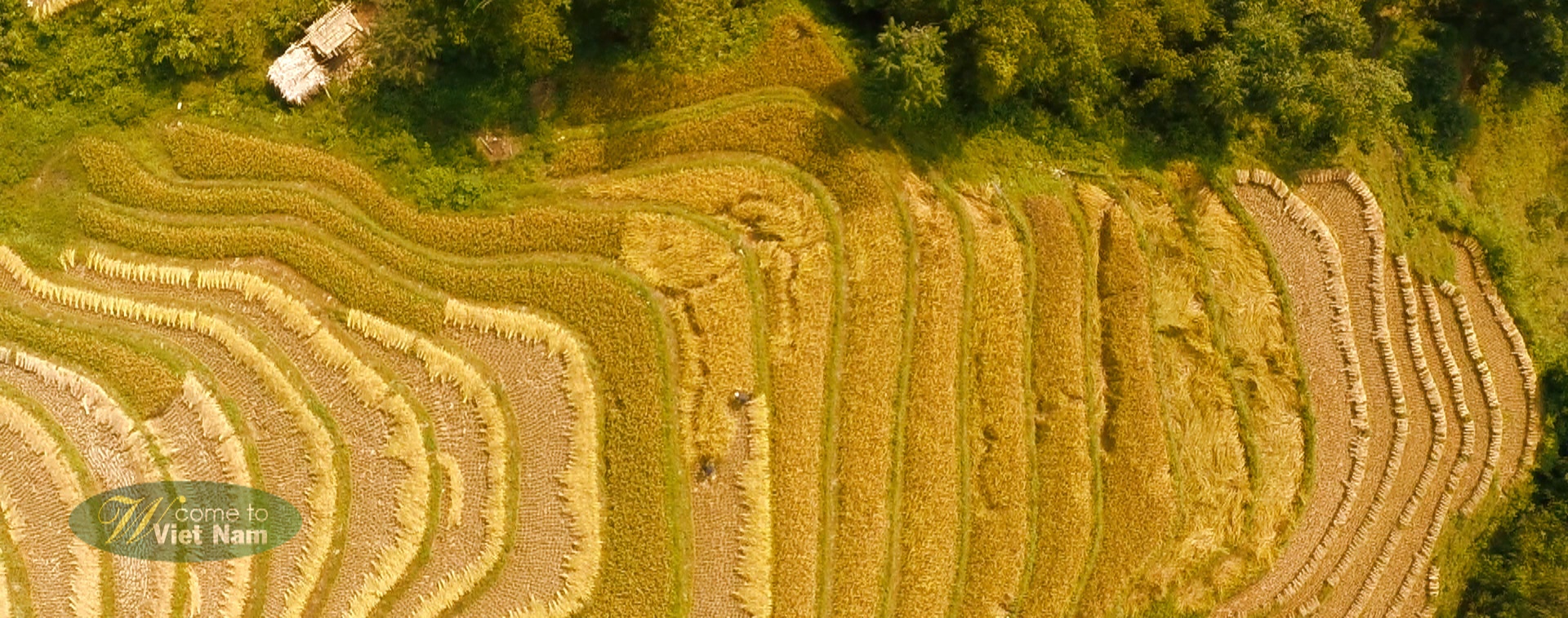 Những thửa ruộng bậc thang như sóng vàng đổ trên triền núi.