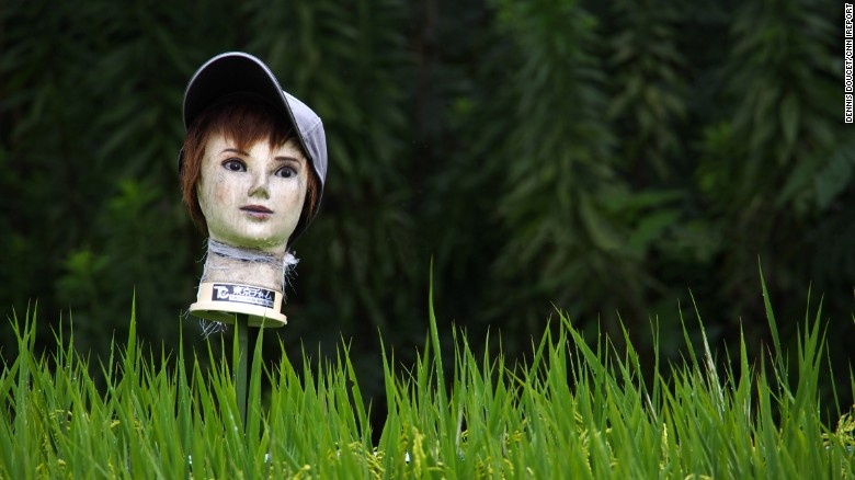 Nông dân cho biết chim sẻ đe dọa tới mùa màng, và việc sử dụng bù nhìn đặc biệt này đem lại kết quả tốt.