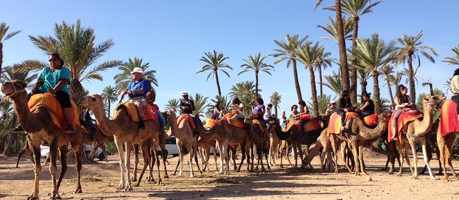 Du ngoan tren lung lac da o Palm Grove hinh anh
