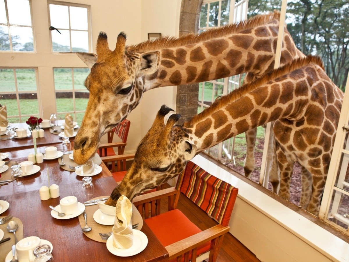 Giraffe Manor (Kenya): Tọa lạc giữa Nairobi và khu bảo tồn đồi Ngong, Giraffe Manor có 10 phòng sang trọng và những chú hươu cao cổ thân thiện. Chúng thường xuất hiện chào khách vào buổi sáng.