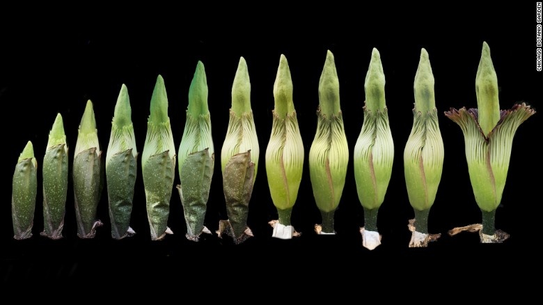 Được trồng tại Vườn thực vật Chicago, Alice mất 10 năm đạt tới kích cỡ đủ lớn để đỡ được một bông hoa khổng lồ.