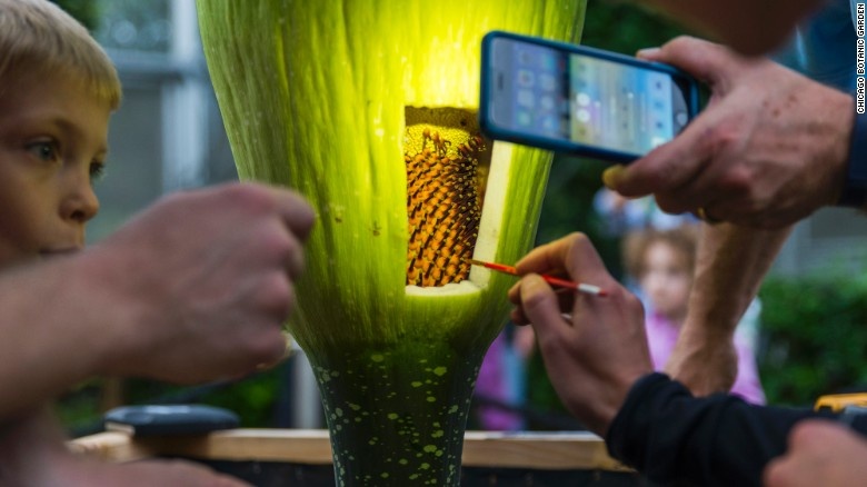 Sau bông hoa đầu tiên, cây sẽ tiếp tục ra hoa 2-3 năm một lần. Mỗi bông hoa tồn tại khoảng 24-36 tiếng trước khi héo và tỏa ra mùi thối đặc trưng.