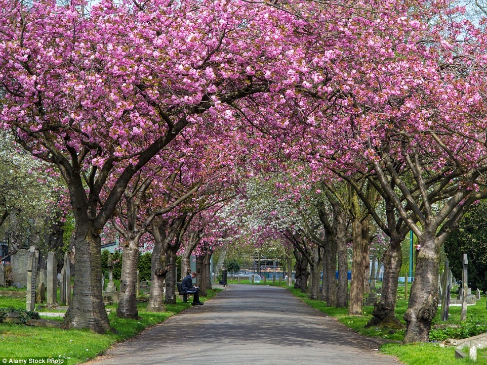 Đường cây Battersea, London, Anh: Những bông hoa màu hồng và trắng đan xen trên lối vào nghĩa trang Battersea vào mùa xuân khiến người tới đây dịu lòng.