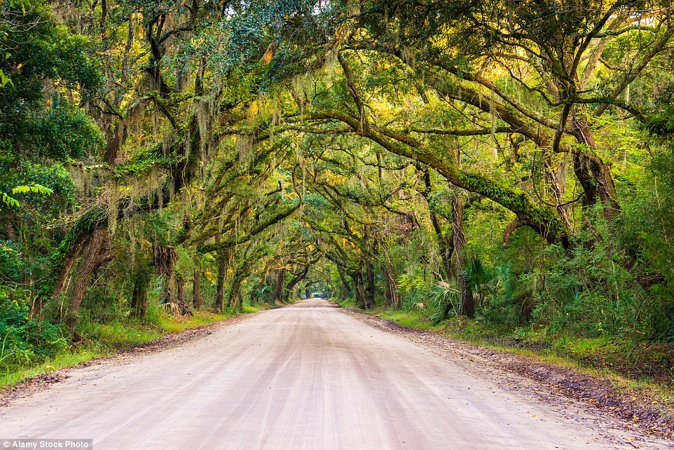 Lối vào đồn điền Botany Bay, đảo Edisto Island, Nam Carolina , Mỹ: Con đường đất dẫn vào đồn điền Botany Bay được mệnh danh là một trong những đoạn đường đẹp nhất thế giới, với những tán cây thướt tha và màu sắc huyền ảo.
