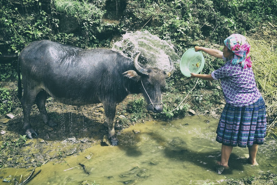 Do đặc thù địa hình nên trâu có vai trò đặc biệt quan trọng trong nông nghiệp. Hình ảnh tắm cho trâu tại xã La Pán Tẩn, một trong ba xã được Bộ Văn hóa - Thể thao và Du lịch xếp hạng danh thắng di tích cấp quốc gia, theo Quyết định số 10/QĐ-BVHTTDL ngày 17.10.2007. 