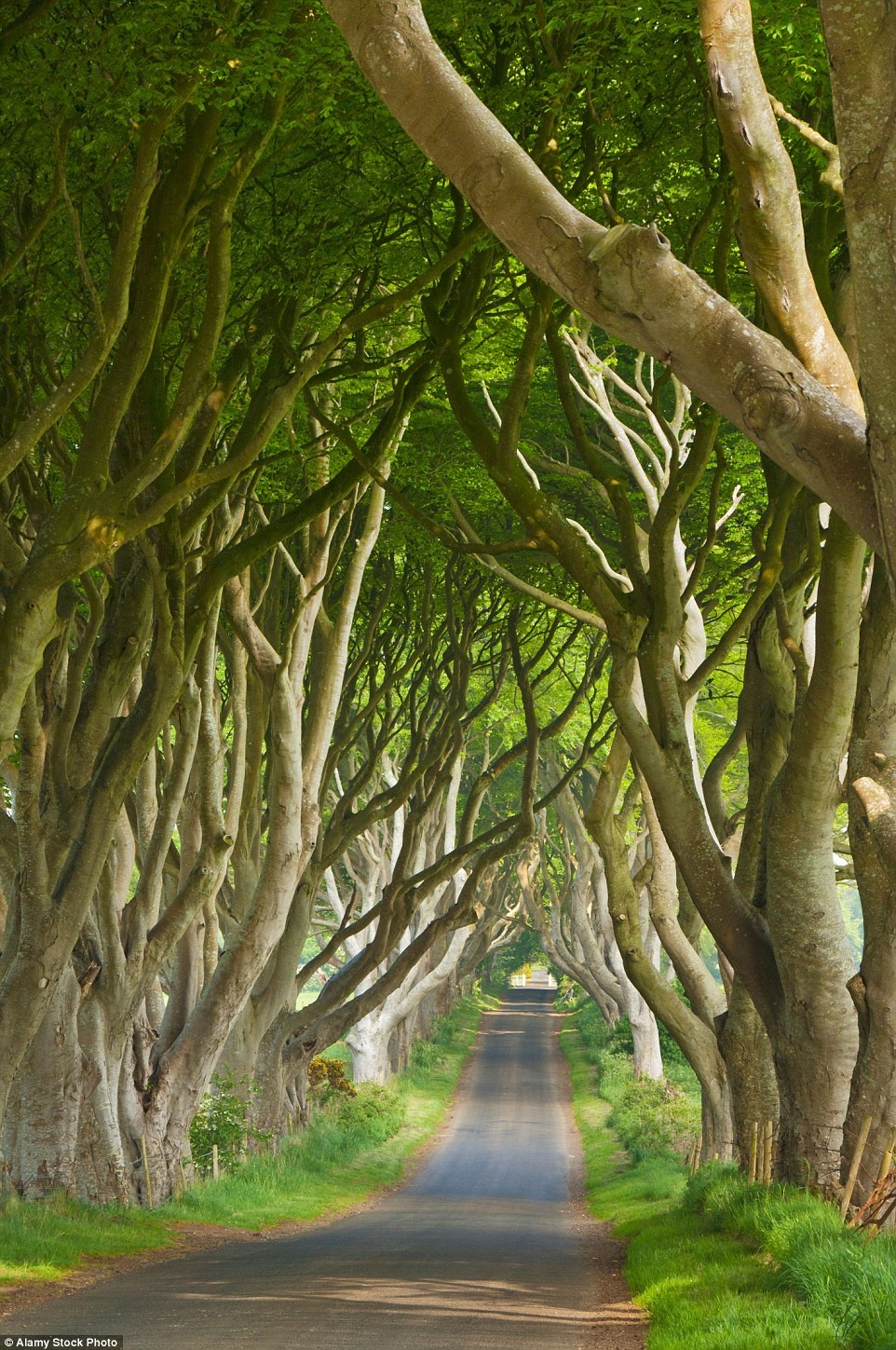 Dark Hedges ở Antrim, Bắc Ireland: Tuyến đường này có những cây sồi uốn cong một cách kỳ lạ, nhiều chỗ ánh nắng không xuyên qua nổi tán lá dày. Buổi tối, con đường có vẻ âm u khiến nhiều người thấy sợ.