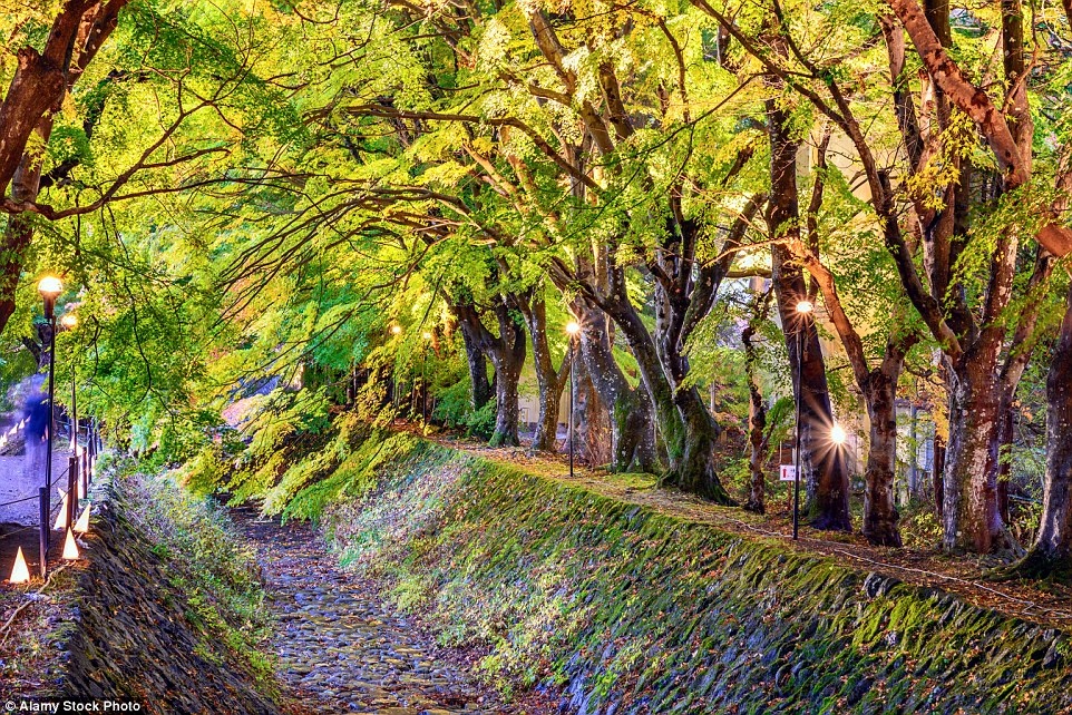 Đường phong, hồ Kawaguchiko, Nhật Bản: Nằm gần núi Phú Sĩ, nơi này thu hút nhiều du khách với đường cây rực rỡ vào mùa thu.