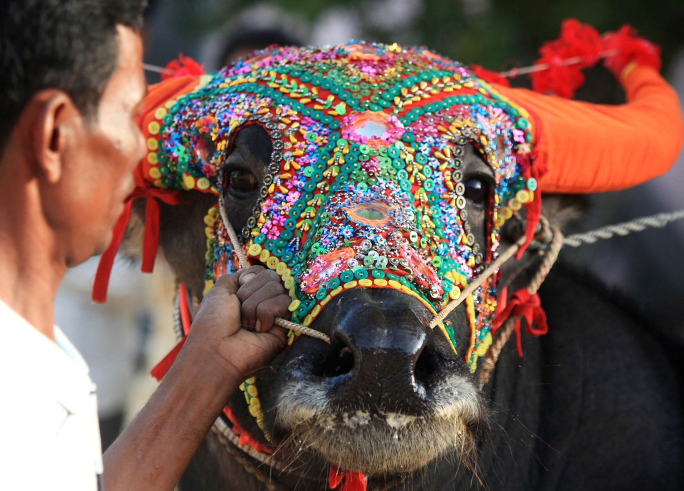 Pchum Ben (Cambodia): Pchum Ben kéo dài 15 ngày, trong đó người dân cầu nguyện cho tổ tiên 7 đời. Các nhà sư sẽ cầu kinh liên tục trước khi mở cổng địa ngục. Khi cổng mở, những linh hồn người chết sẽ ra ngoài, vì thế các gia đình thường đem hoa quả và các món ăn ra cúng nhằm xoa dịu họ. Đây cũng là thời điểm diễn ra lễ hội đua trâu.