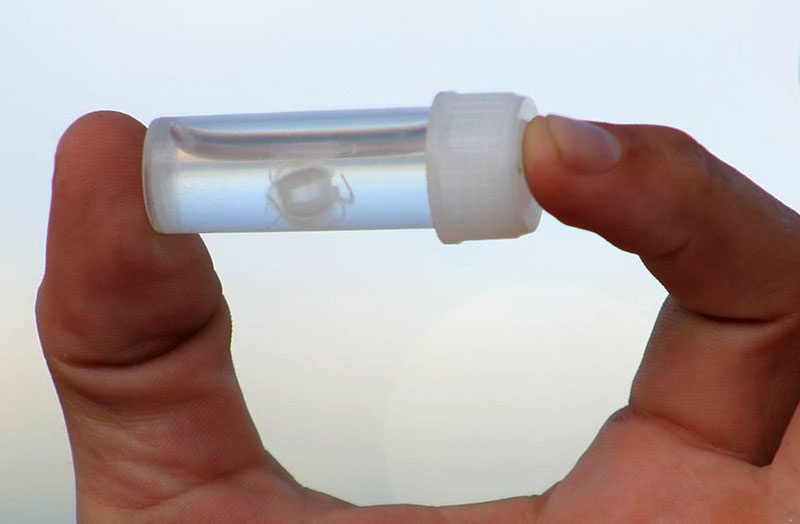 Với bề ngang chỉ khoảng 2,5 cm và gần như trong suốt, sứa Irukandji là họ hàng với sứa box, và thường nạn nhân sẽ không hay biết cho tới khi bắt đầu có những triệu chứng như nôn, đau đầu, tim đập loạn nhịp và huyết áp tăng cao, thậm chí là phù phổi. Tình trạng này kéo dài từ vài tiếng tới nhiều ngày, nạn nhân cần được điều trị và theo dõi.