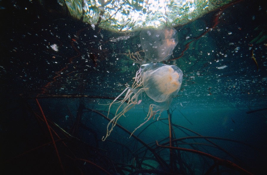 Thieu nu mat mang vi sua doc o Thai Lan hinh anh