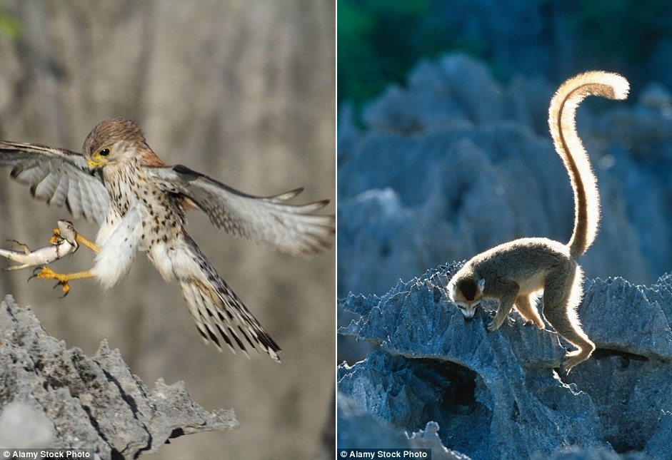 Khu vực này được UNESCO công nhận là Di sản thế giới vào năm 1990 do có những loài động vật quý hiếm.