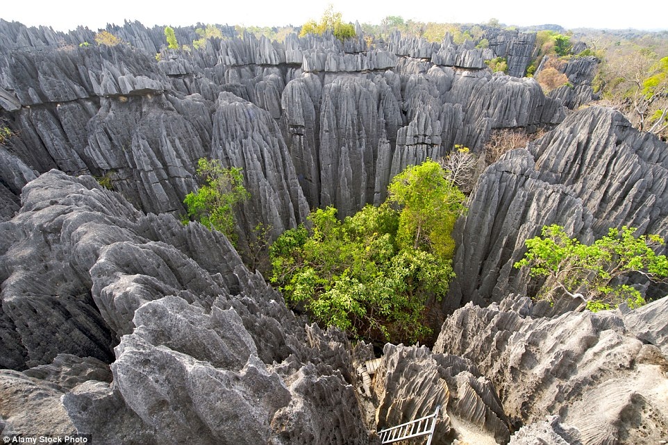 Cây cối len lỏi giữa những tháp đá để đón ánh mặt trời, tạo ra khủng cảnh ấn tượng.