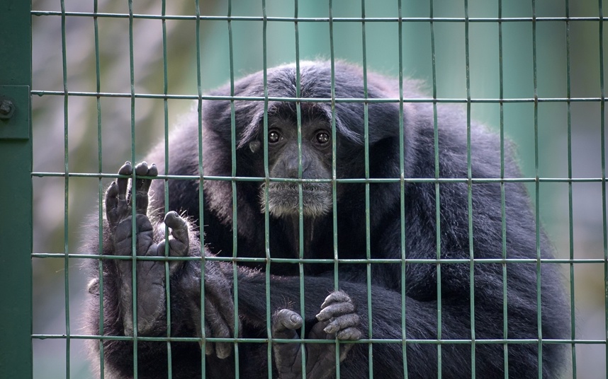 12. “Những con vật trong sở thú nhìn buồn rười rượi, làm các con tôi khóc. Họ không huấn luyện cho chúng biết cười được à?”