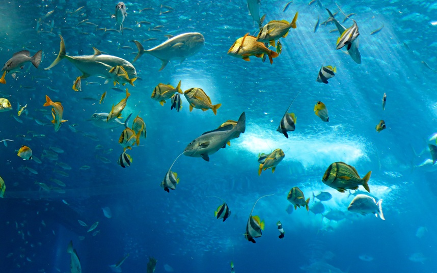 6. “Chẳng ai bảo chúng tôi là dưới nước có cá cả. Bọn trẻ đã rất sợ”. Các hướng dẫn viên dù chu đáo đến mấy chắc cũng không thể ngăn cá bơi ở biển được.