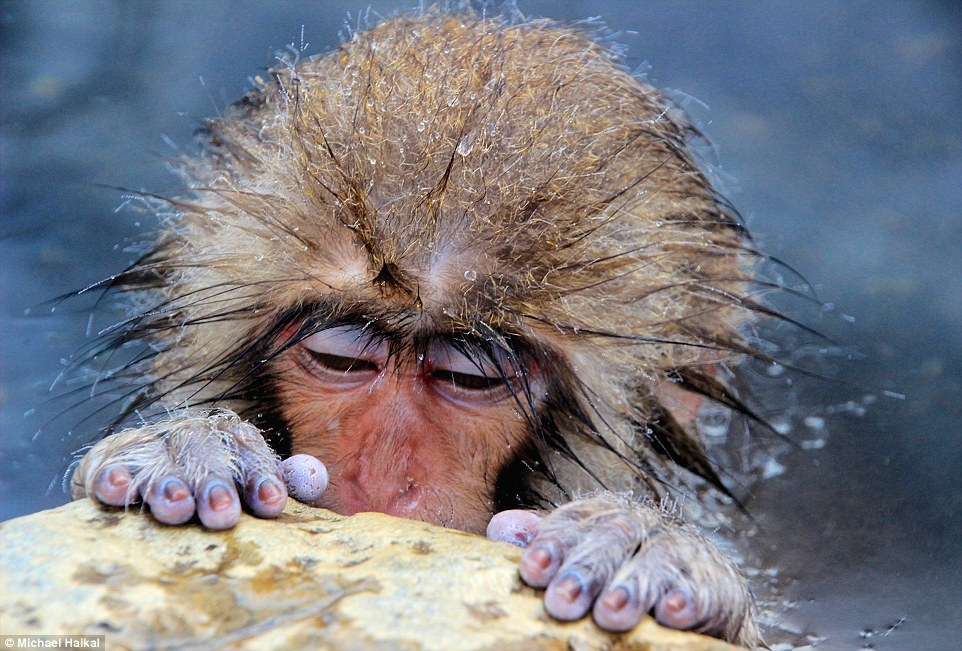 Bức ảnh chụp chú khỉ bám vào đá ở một suối tại Nhật Bản được chụp bởi Michael Haikal.