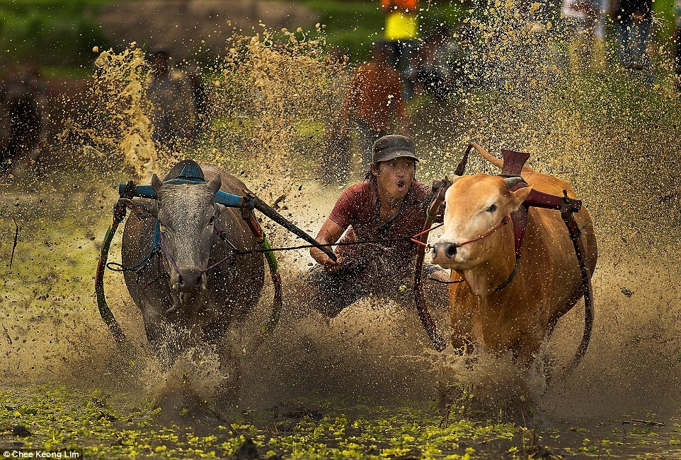 Chee Keong Lim đã ghi lại khoảnh khắc đắt giá trong cuộc đua bò ở Padang, Indonesia.