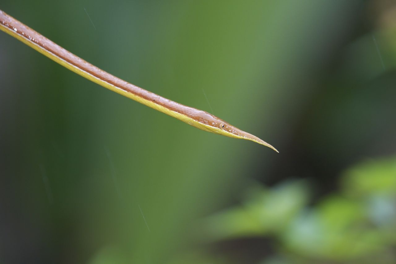 Rắn mũi giáo: Quốc đảo này có rất nhiều loại rắn, điều may mắn là phần lớn đều không nguy hiểm, trừ khi bị kích động. Rắn mũi giáo có nọc độc khiến con người đau đớn nhưng không gây nguy hiểm tới tính mạng. Điểm đặc biệt của loài rắn này là phần mũi nhọn vươn dài. Ảnh: Wantexpeditions.