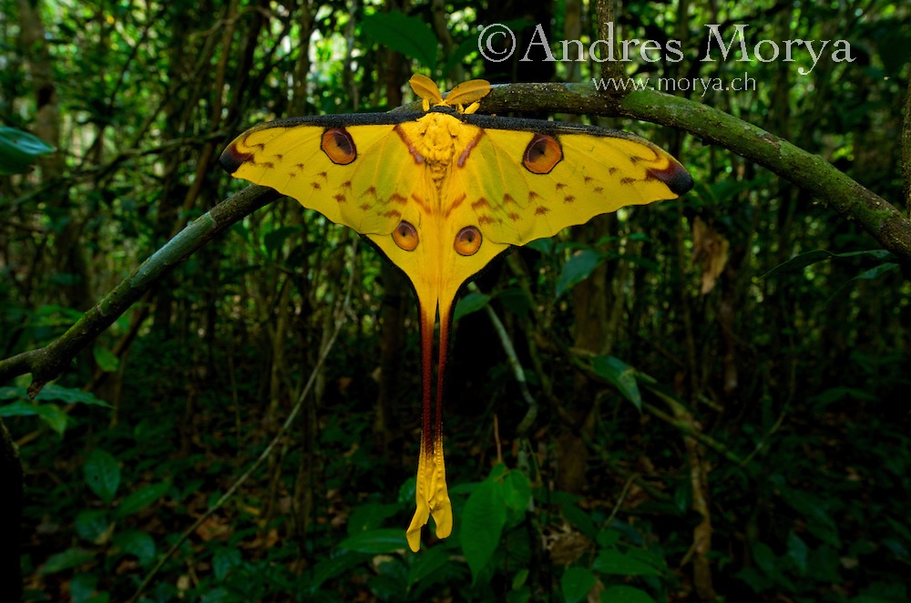 Bướm sao chổi: Loài bướm này của Madagascar có thể dài tới 20 cm. Vào mùa đẻ trứng, du khách sẽ được chiêm ngưỡng vũ hội của chúng trong các khu rừng rậm.