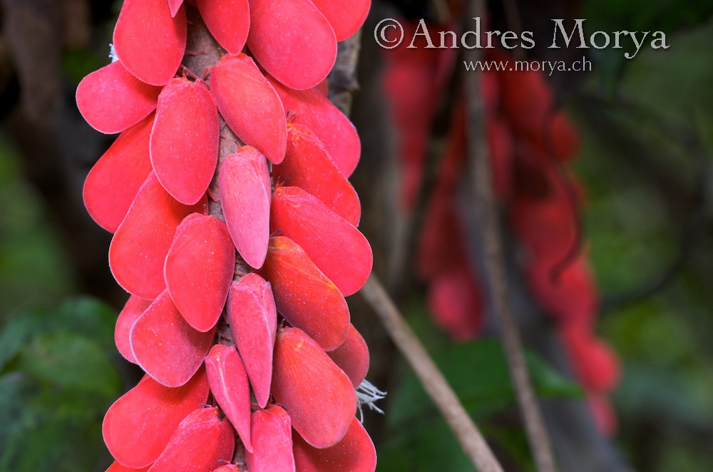 Bọ lá Flatid: Madagascar có vô số loài bọ, trong đó bọ lá Flatid thu hút sự chú ý bởi màu hồng sặc sỡ.