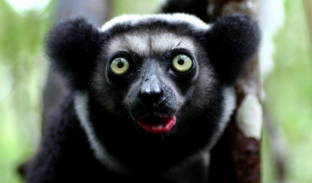 Indri: Thành viên lớn nhất của họ vượn cáo này thích trèo cây, ăn hoa quả và thực vật. Điều đặc biệt là chúng phát ra âm thanh như cá voi lưng gù dưới biển. Ảnh: Naturfotografen-forum.