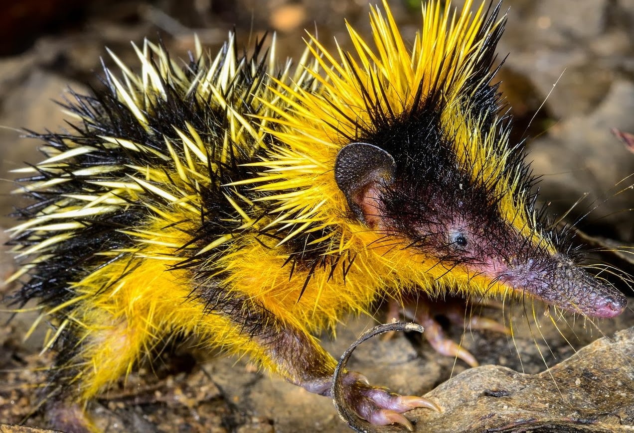 Tenrec: Có bề ngoài khá giống loài nhím, Tenrec có vai trò tương tự trong hệ sinh thái và ăn côn trùng.