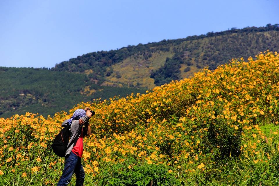Da Lat da co hoa da quy chua? hinh anh