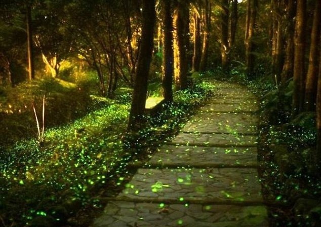 Cong vien co hon 10.000 con dom dom o Trung Quoc hinh anh