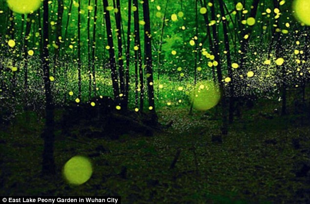 Công viên mở cửa vào ngày 30/5 và đóng cửa vào tháng 10 do đom đóm chỉ xuất hiện theo mùa. Ban quản lý dự định sẽ mở cửa đón khách trở lại vào mùa hè năm sau.